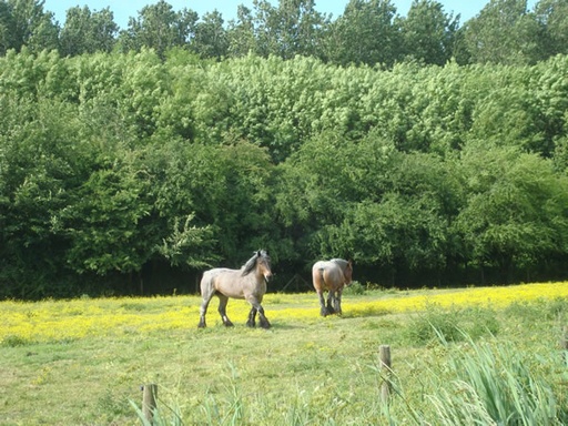 Paarden in de wei