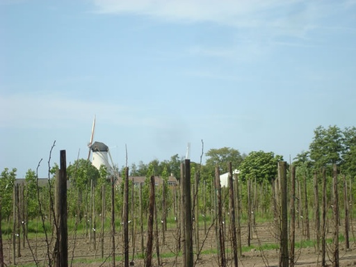 Boomgaard met molen op de achtergrond